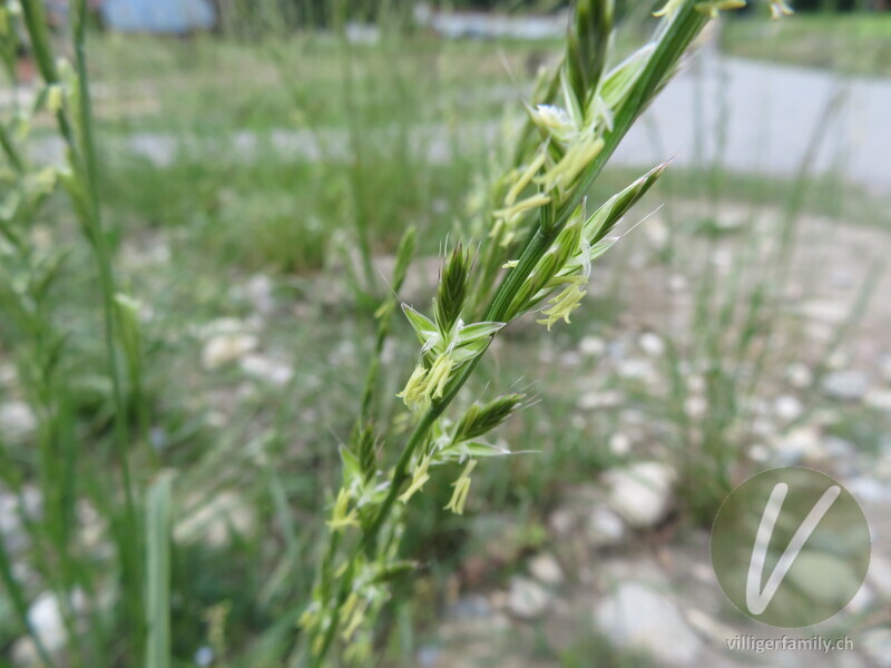 Italienisches Raygras: Übersicht